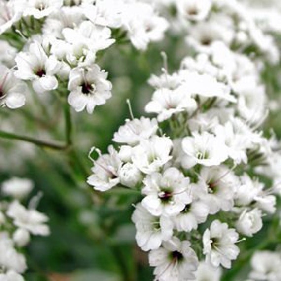 Baby's Breath Flower Heirloom 50 Seeds