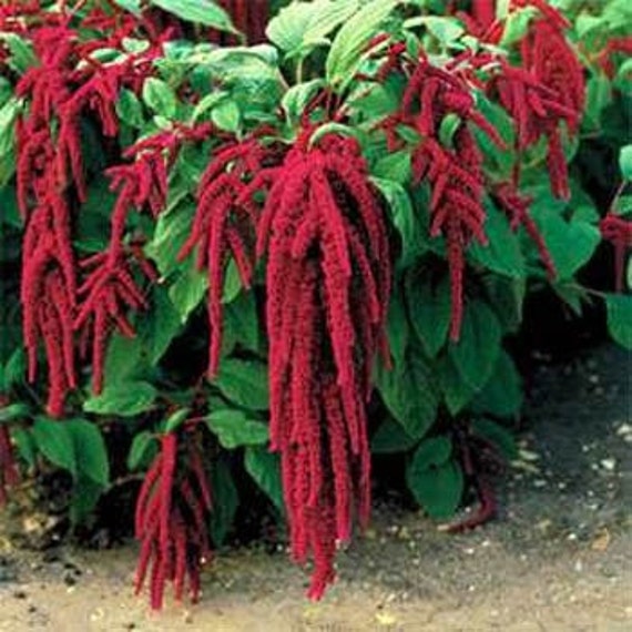 100 Heirloom Love Lies Bleeding Amaranth Amaranthus