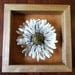 Daisy flower in a wooden shadow box