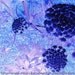 Purple Flower Print Altered Art Carrot Flower Photo Surreal Floral Garden Photography 8x10 by K. Graham Purple Blue Teal Lavender Violet