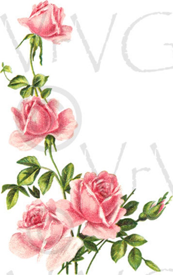 clip art rose vine - photo #41