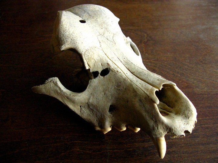 Small Animal Skull
