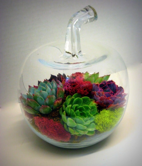 Apple Terrarium