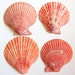 Beach Decor - Scallop Shells for Beach Decor, Beach Weddings or Crafts - 4 Lions Paw