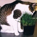 Cat's Garden Cat Grass Kit