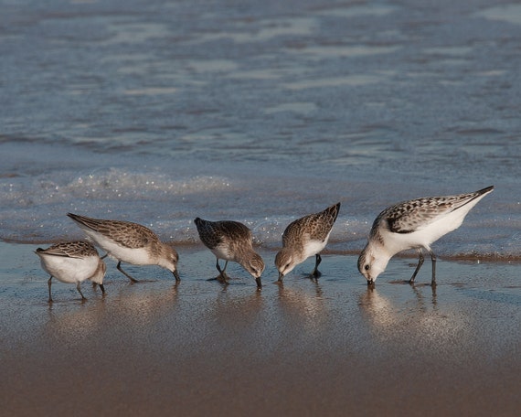 Items similar to Shore birds feed - Ocean city Maryland - 8x10 fine art ...