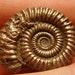 Lovely Golden Pyrite ammonite CRUCILOBICERAS 18mm