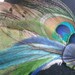 Feather hat clip, hat pin, feather fascinator, garter clip