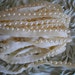 Ecru Faux Pearl Trim