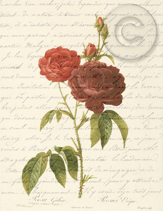 Antique Red Roses Digital Collage Art Vintage Print Digital