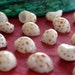 Shell Beads, Shells, Spotted Moonshell Beads, Whole Shell Beads SHL-008