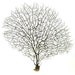 Gorgeous Black Sea Fan for Nautical or Beach Inspired Crafting and Decorating