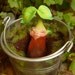 Dryad sproutling in tin flowerpot - Wave 2 - Ooak baby fairy faerie seed leaf