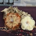 NEW 2012 Cherise Flowers in Sultan - Elegant Velvet Large Fabric Flowers - Prima - 558130