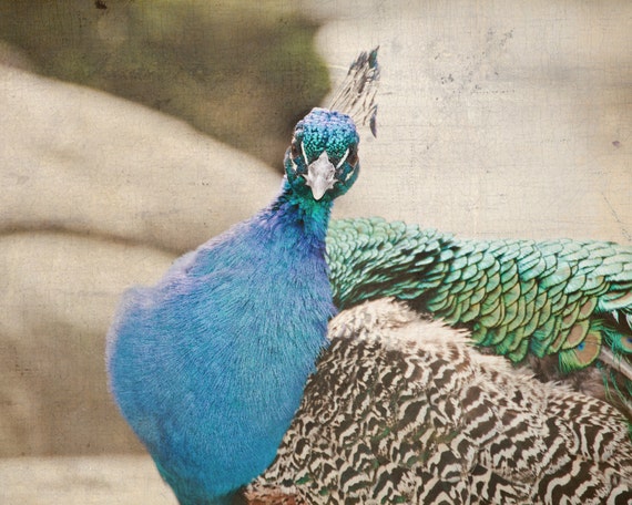 peacock nursery decor animal photography peacock wall art peacock nursery decor animal photography peacock wall art