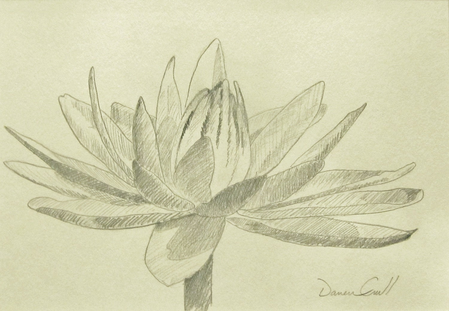 Lotus ORIGINAL Pencil Drawing