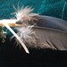 Peacock Feather Pen,Wedding Sign In, Shower Gift, Centerpiece,Desk Acessory,Spell Writing,Cruelity Free