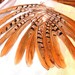 5 striped reeves pheasant feathers, Grade B