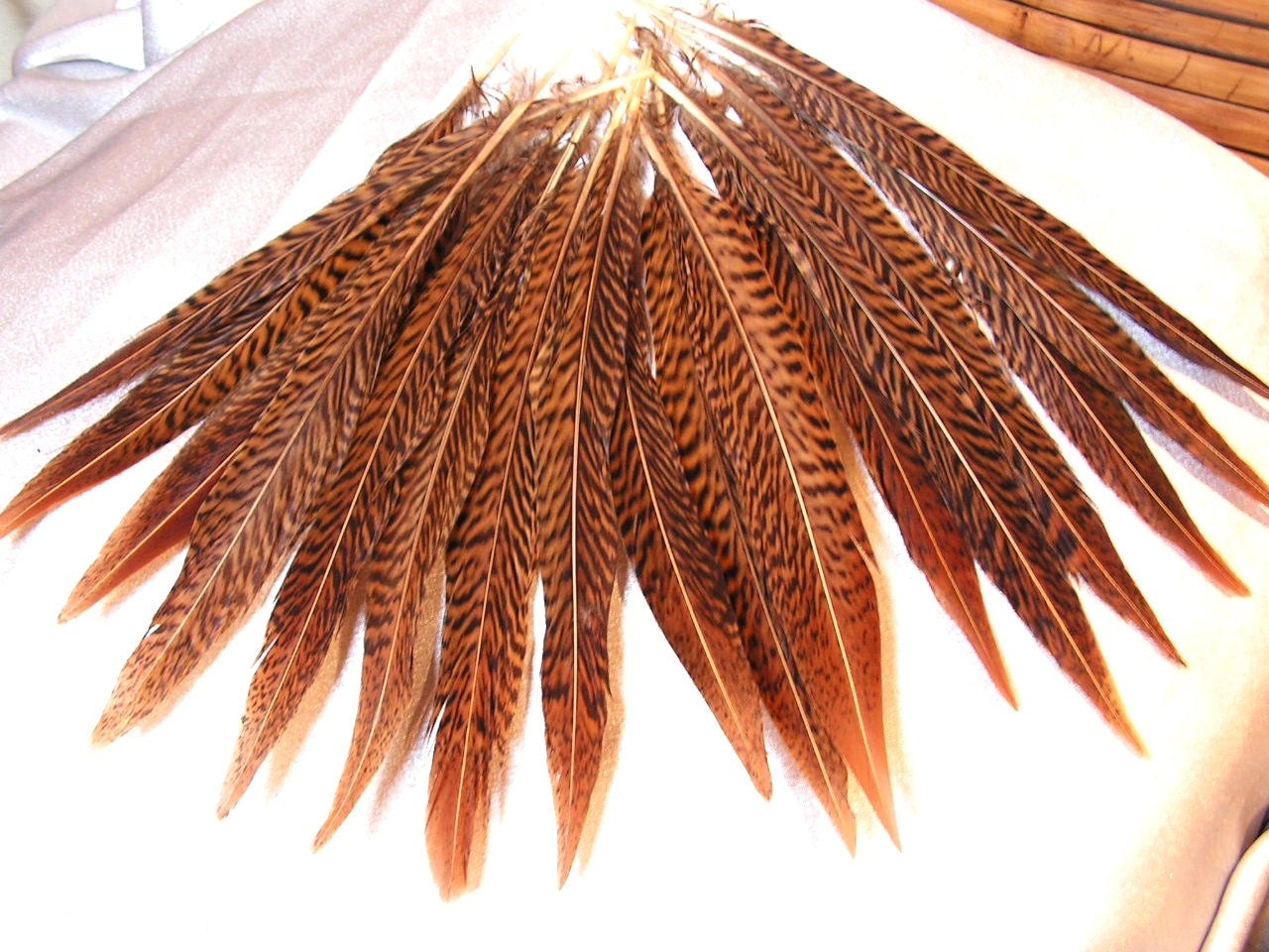 5 striped golden pheasant feathers 710 wholesale