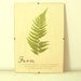 Pressed Herbs- Fern in Frame (3)