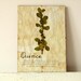 Pressed Leafs- Quince leafs in Frame (2)