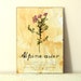 Dried Pressed Flowers- Alpine Aster in Frame (1)