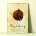 Pressed Herbs- Raspberry in Frame (4)