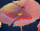 Lily Pad Pond, Autumn leaves, Fall colors, Golden, Rust, Wheat, Red, Orange, Yellow, Green 8.27 x 11.69 (standard A4)