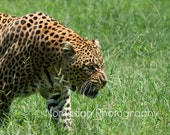 Leopard photograph, animal photography, South Africa, wild cat, fine art photography, wildlife photography, growling cat