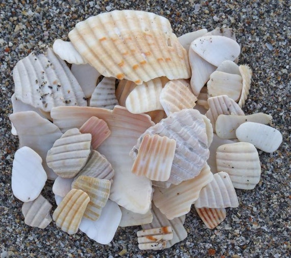 Broken+Seashell+Crafts Broken Seashell Pieces Frags Wedding Decor "Ruffles" Florida Naturally ...