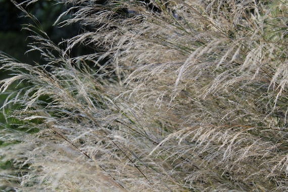 Reduced Price/Sale-Grasses--matted and framed nature photo