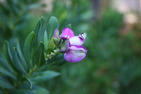 Reduced Price/Sale--Sweet Pea Flower--matted and framed photo
