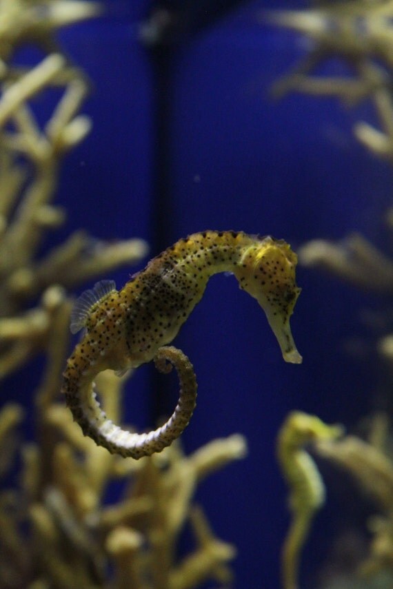 Sea horse, Monterey Bay Aquarium--matted and framed photo