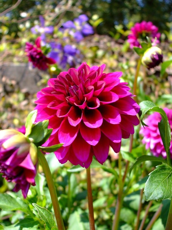 Reduced Price/Sale-Pink Dahlia II--matted and framed photo
