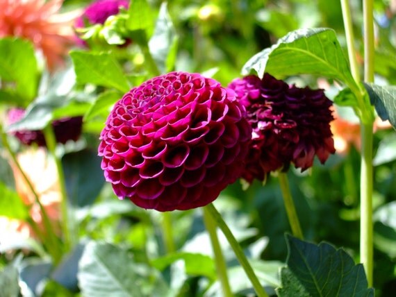Pink Dahlia--matted and framed flower photo