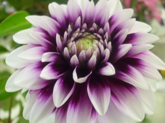 Purple and White Dahlia--framed photo