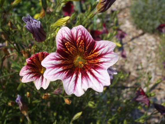 Maroon and white flowers--framed photo