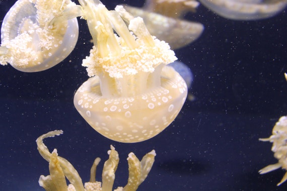 Reduced Price/Sale--Jellyfish--matted and framed photo