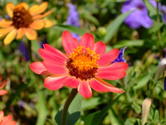Pink and Yellow Flower--framed photo