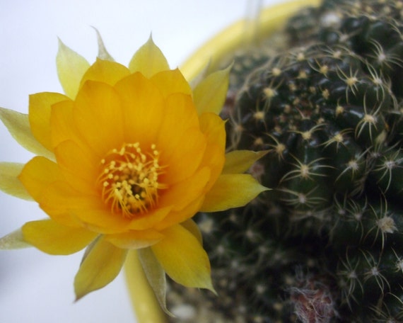 Cactus Flower--greeting card, photography, 5x7, signed, with envelope