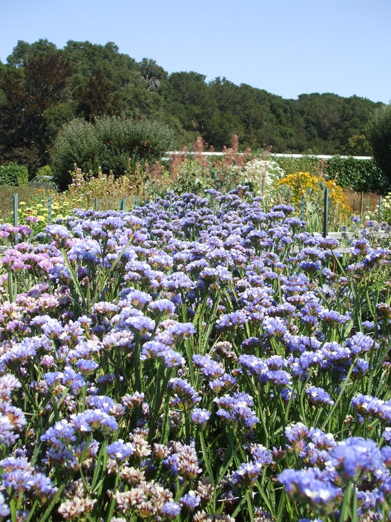 Filoli Field of Flowers--11x14 matted framed photo