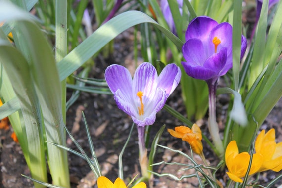 Purple Tulips--8x10 matted framed photo, flowers