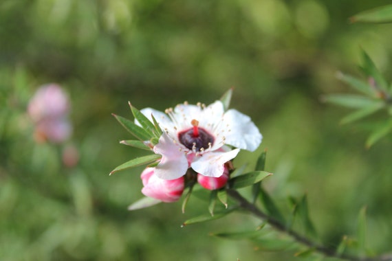Tea Tree--8x10 matted framed photo, flower