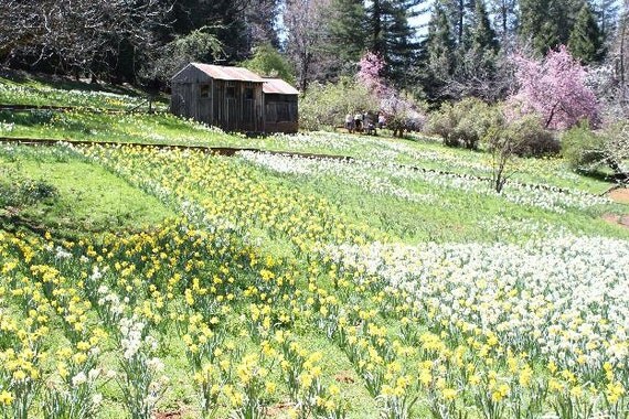 Daffodil Hill II--8x12 matted framed photo, flowers