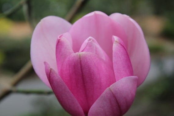 Pink Magnolia--matted pink framed white nature photo flower