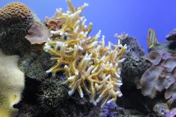 Monterey Bay Aquarium--matted white framed wood underwater photo