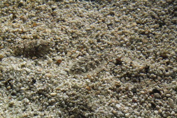 Camouflaged Fish--matted tan framed black underwater photo
