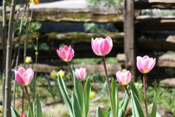 Pink Tulips--matted maroon framed white signed photo of flowers