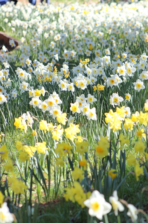 Daffodil Hill III--signed matted framed photo of flowers