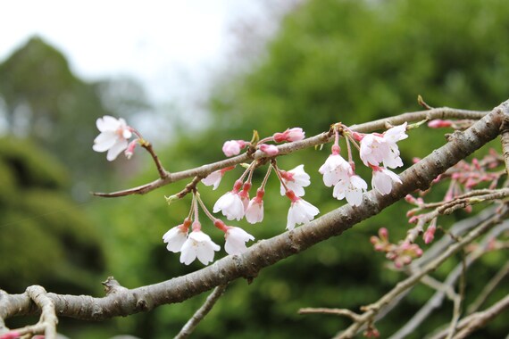 Cherry Blossoms--matted framed photo of flowers
